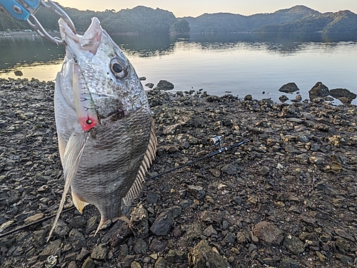 キビレの釣果