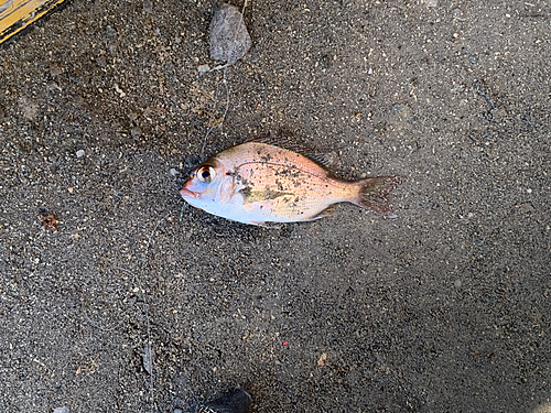 チャリコの釣果