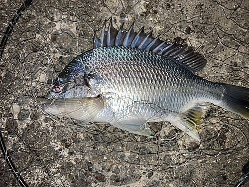 キビレの釣果