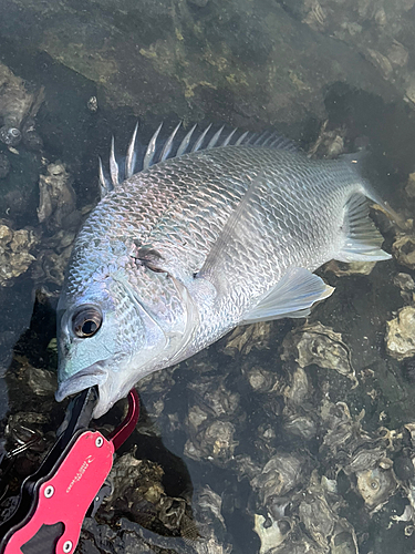 キビレの釣果