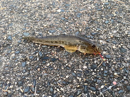 マハゼの釣果