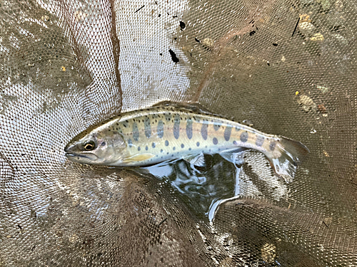 ヤマメの釣果