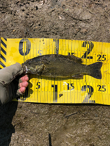 スモールマウスバスの釣果