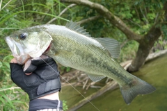 ブラックバスの釣果