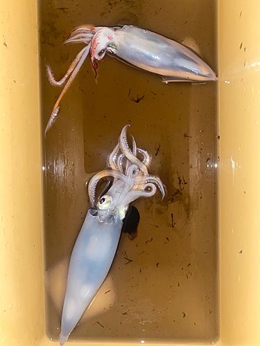 イカの釣果