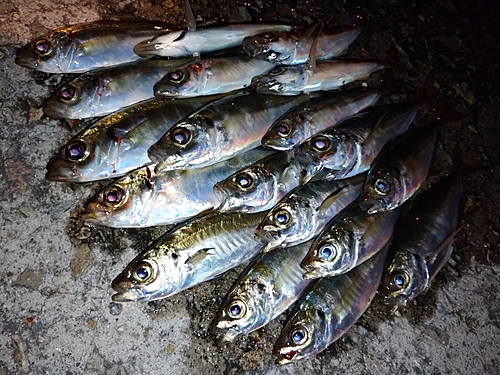 アジの釣果