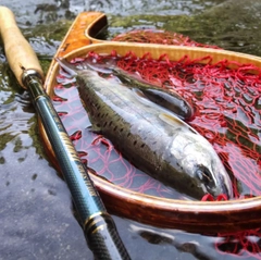 ヤマメの釣果