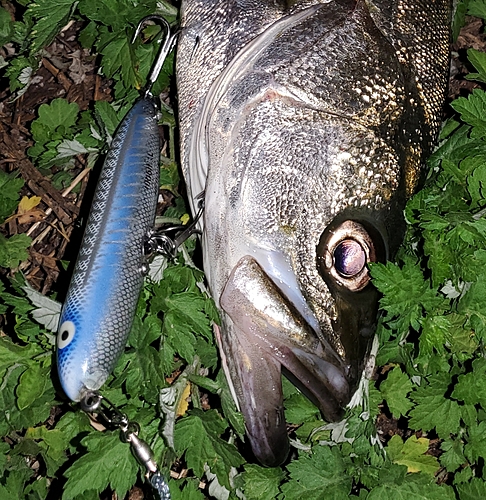 シーバスの釣果