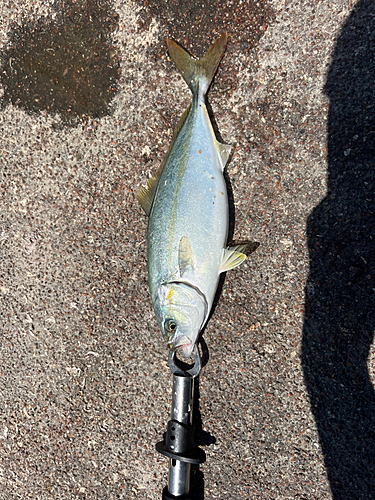 ツバスの釣果