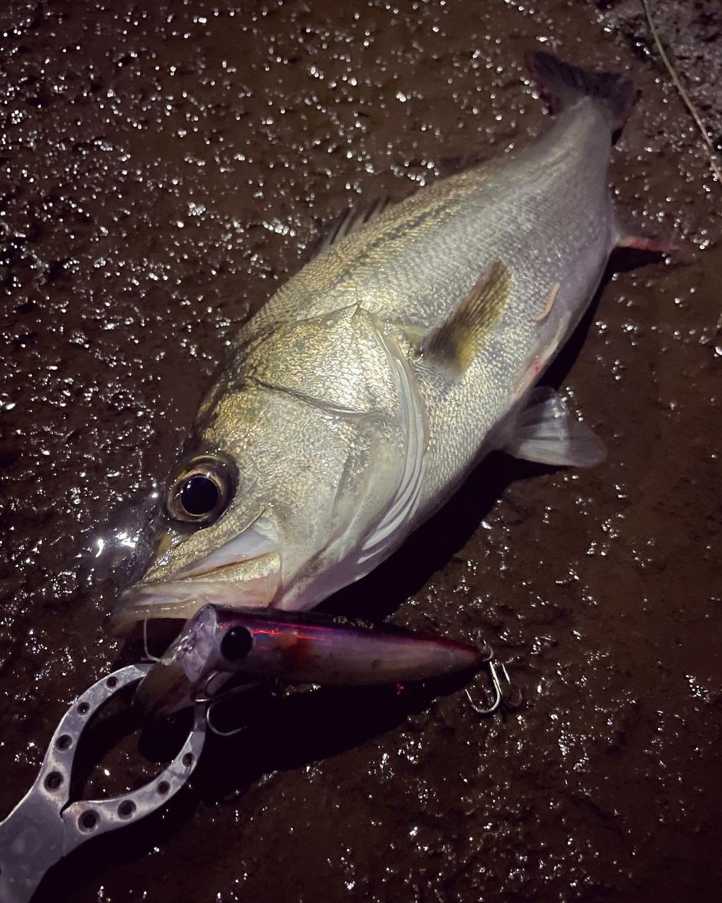 フッコ（マルスズキ）