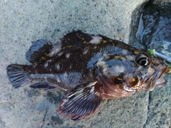 ハチガラの釣果