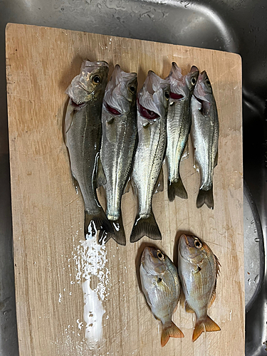 セイゴ（タイリクスズキ）の釣果