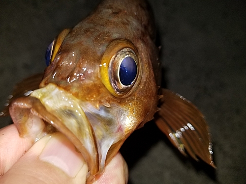 メバルの釣果