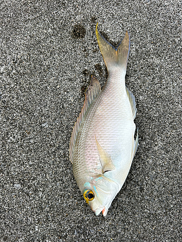 ヒトスジタマガシラの釣果