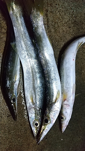 カマスの釣果