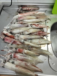 シロイカの釣果