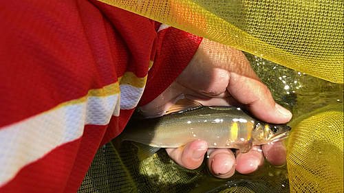 アユの釣果