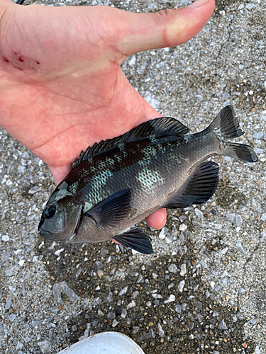 クロメジナの釣果