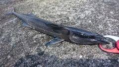 コバンザメの釣果