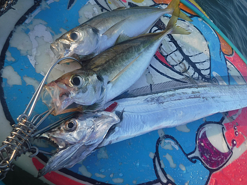 タチウオの釣果