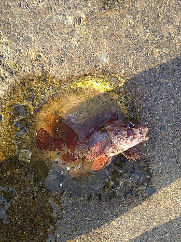 ヨロイメバルの釣果