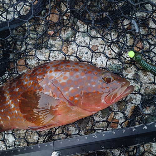 キジハタの釣果