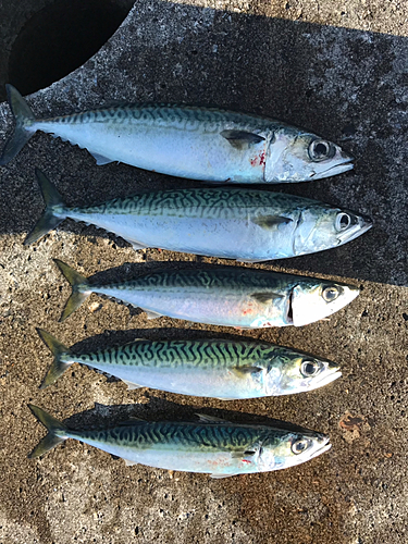 サバの釣果