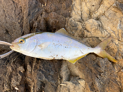 ショゴの釣果