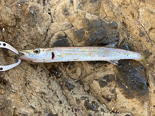 カマスの釣果