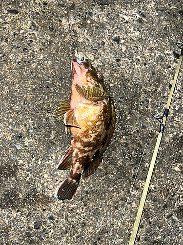 カサゴの釣果