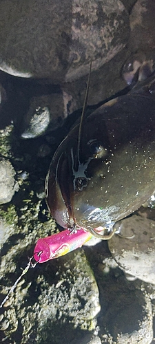 ナマズの釣果