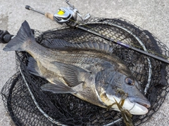 クロダイの釣果