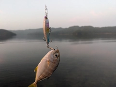 メッキの釣果