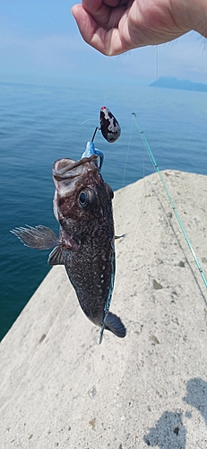 クロソイの釣果