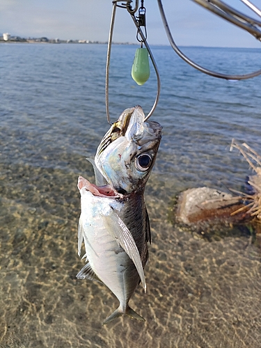 マアジの釣果