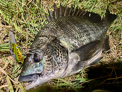 チヌの釣果