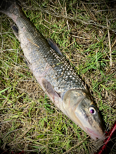 ニゴイの釣果