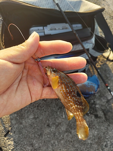 カマスの釣果