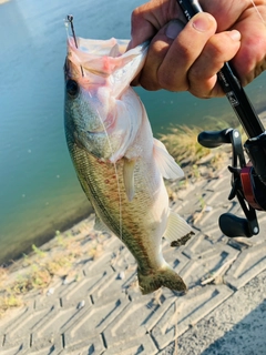 ラージマウスバスの釣果