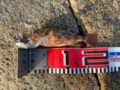 アラカブの釣果