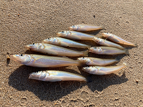 キスの釣果