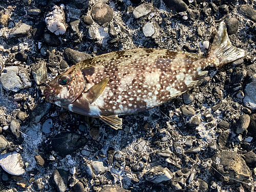 アイゴの釣果