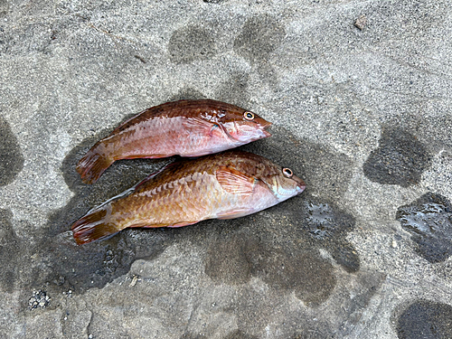 ベラの釣果