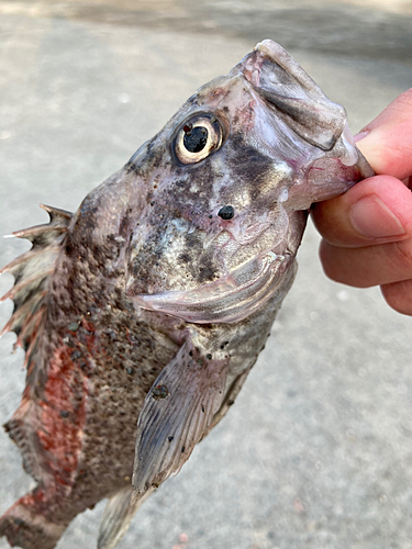 クロソイの釣果