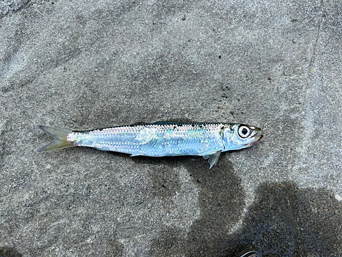 ウルメイワシの釣果