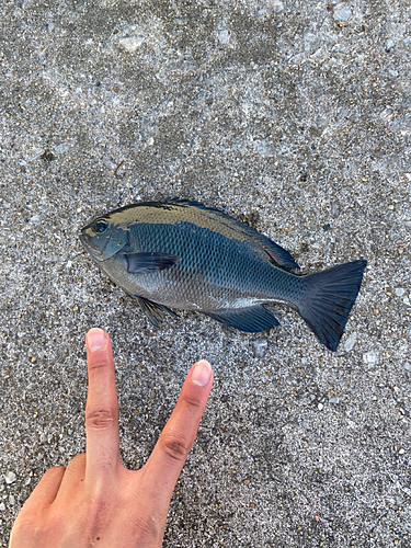 クロメジナの釣果