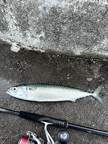 サバの釣果