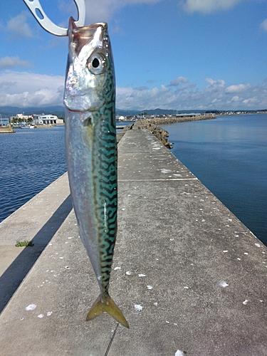 サバの釣果