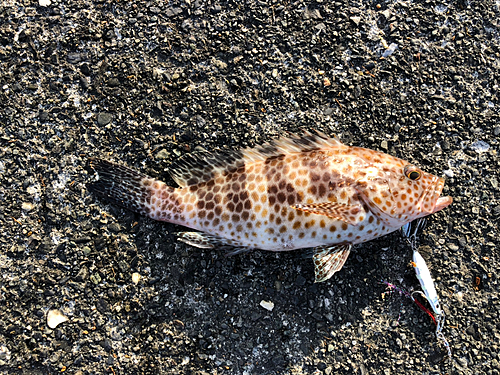 オオモンハタの釣果