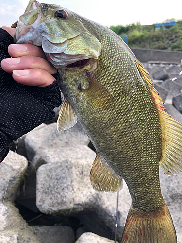 スモールマウスバスの釣果